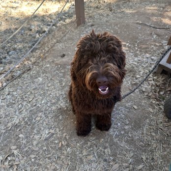 Naughty To Nice Dog Training - Marlo - Pet Training Near Me Naughty To Nice Dog Training - Marlo - Pet Training Near Me