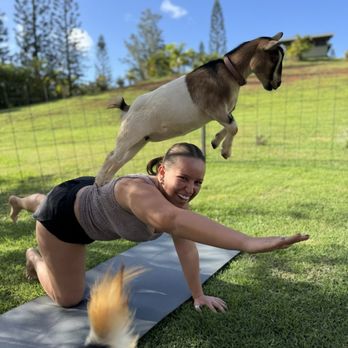 808 Goat Yoga - Yoga Near Me - Kilauea, Hawaii