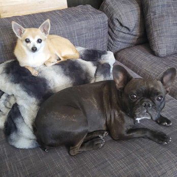 Bark Bath - Clean and happy pups - Pet Groomers Near Me - Walnut, California Bark Bath - Clean and happy pups - Pet Groomers Near Me - Walnut, California