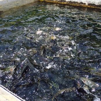 Buford Trout Hatchery - This facility farms about 75k trout. - Fishing Near Me - Cumming, Georgia Buford Trout Hatchery - This facility farms about 75k trout. - Fishing Near Me - Cumming, Georgia