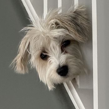 Bark Busters - Cookie...the little angel! - Pet Training Near Me