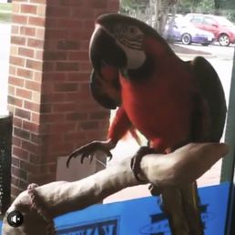 "Polly want a cracker"