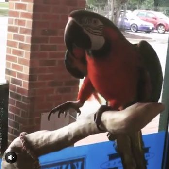 Dubey's Pet World - "Polly want a cracker" - Pet Stores Near Me - Graham, North Carolina