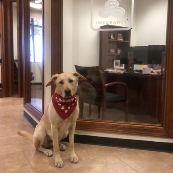 Greg McAlpin - State Farm Insurance Agent - Baloo the office dog is ready to help with your insurance needs! - Home & Rental Insurance Near Me - Gilbert, Arizona Greg McAlpin - State Farm Insurance Agent - Baloo the office dog is ready to help with your insurance needs! - Home & Rental Insurance Near Me - Gilbert, Arizona