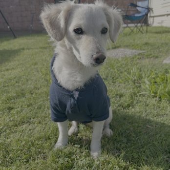 Doggie Protective Services - Pet Adoption Near Me Doggie Protective Services - Pet Adoption Near Me