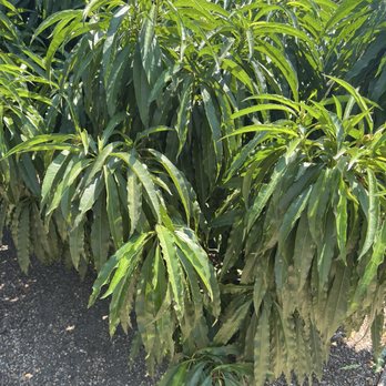 Bricoleur Vineyards - Mango trees on property - Wineries Near Me - Windsor, California