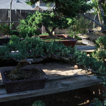 Kims Bonsai Nursery - Nurseries & Gardening Near Me - Phelan, California