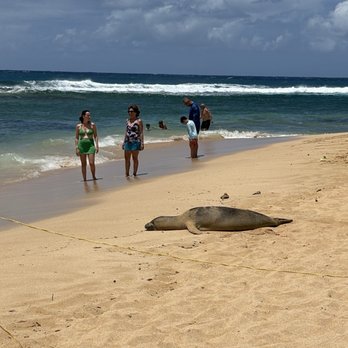 Poipu Beach - Hawaiian monk seal! Saw one every day on this beach. - Beaches Near Me - Koloa, Hawaii