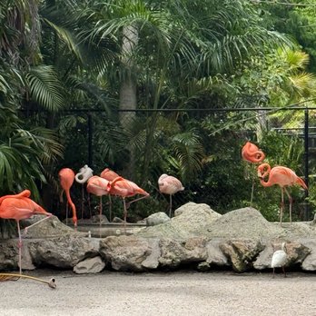 Flamingo Gardens - Botanical Gardens Near Me - Davie, Florida Flamingo Gardens - Botanical Gardens Near Me - Davie, Florida