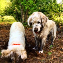 Cat Rock Park - The two lovely dogs are hunting for rabbits.