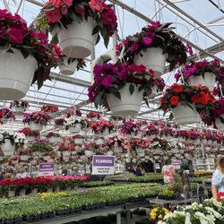H A Treichler & Sons Greenhouses - Hanging plants here are amazing!