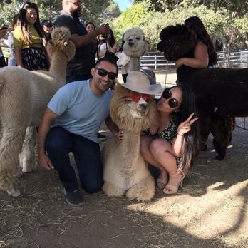 Canzelle Alpacas - Another winner - Farms Near Me - Carpinteria, California Canzelle Alpacas - Another winner - Farms Near Me - Carpinteria, California