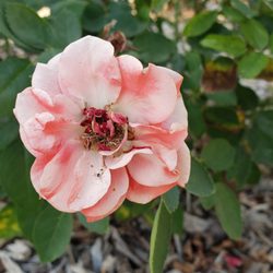Grandma Daisy's - Pretty semi-coral flowers