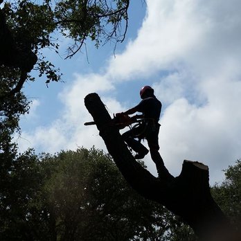 Dynamic Tree Care - Tree Services Near Me Dynamic Tree Care - Tree Services Near Me