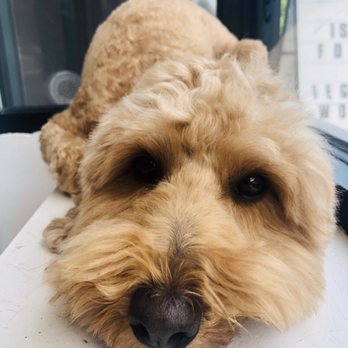 Dozo Dog - Murphy on his perch at Dozo Dog - Pet Groomers Near Me - Astoria, New York Dozo Dog - Murphy on his perch at Dozo Dog - Pet Groomers Near Me - Astoria, New York