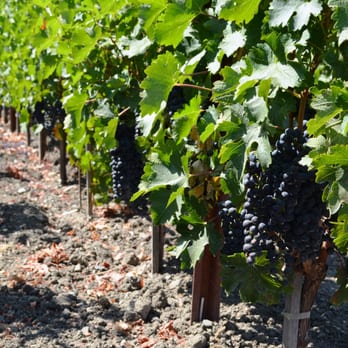Opus One Winery - Wineries Near Me - Oakville, California