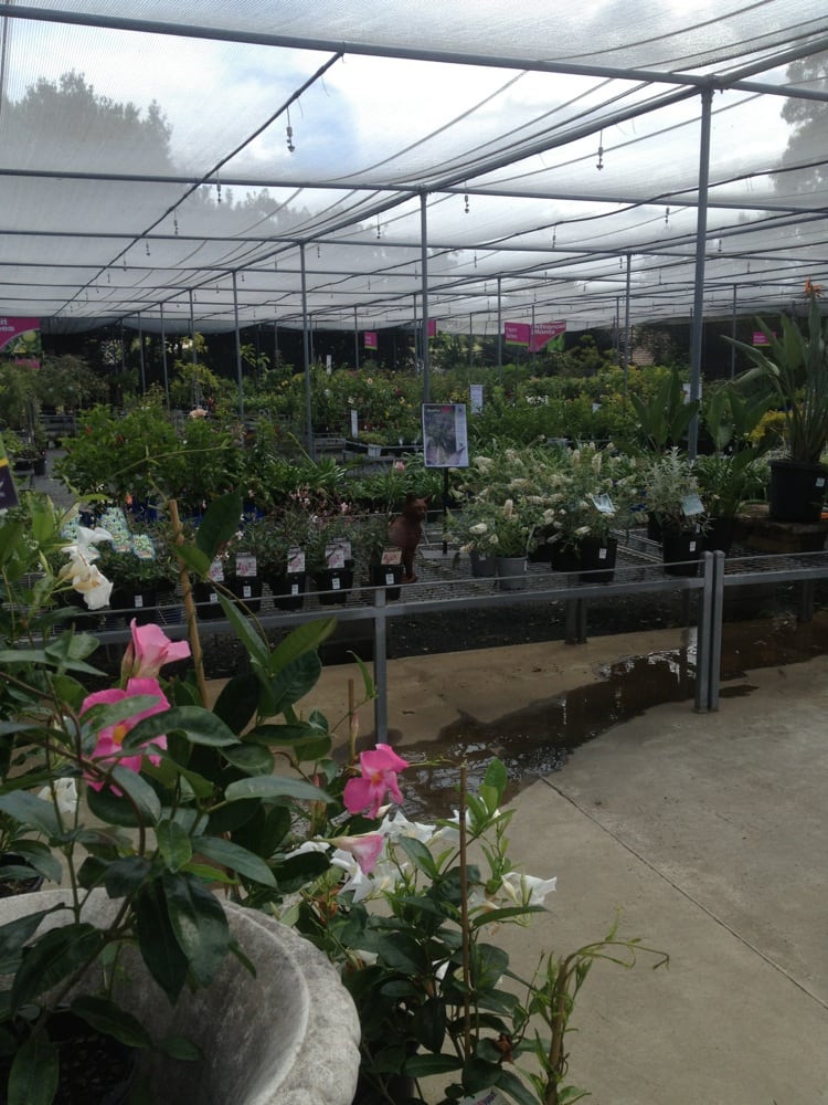 PLANTS PLUS IPSWICH Updated August 2024 71 Wildey St, Raceview