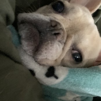 Baxter Veterinary Clinic - Veterinarians Near Me - Tega Cay, South Carolina