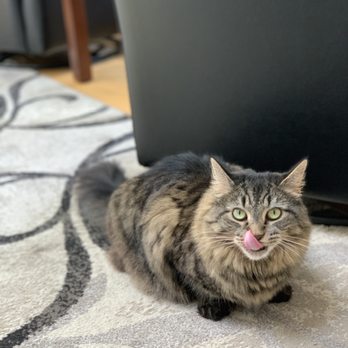 The Pet Spa - this is just a decent picture of the cat- sorry - Pet Groomers Near Me - Bristol, Connecticut