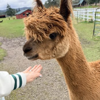 The Farm at Krystal Acres - Attraction Farms Near Me - Friday Harbor, Washington The Farm at Krystal Acres - Attraction Farms Near Me - Friday Harbor, Washington