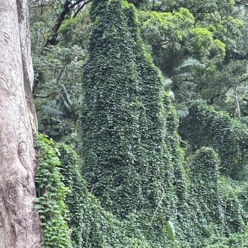 Mānoa Falls Trail - Hiking Near Me - Honolulu, Hawaii