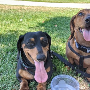 Fontana Dog Park - Enjoying the shade! - Dog Parks Near Me - Fontana, California Fontana Dog Park - Enjoying the shade! - Dog Parks Near Me - Fontana, California