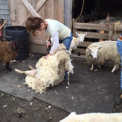 Watson Farm - Sheep shearing event