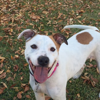 Oh To Be A Dog - Happy from her Walk! - Dog Walkers Near Me Oh To Be A Dog - Happy from her Walk! - Dog Walkers Near Me