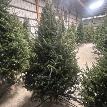 Jurek Christmas Tree Farm - Trees inside - Christmas Trees Near Me - Clarence, New York