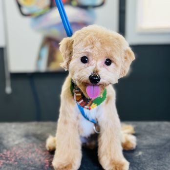 1. Pet Care Plus by Gloria the Groomer