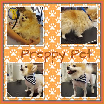 Preppy Pet - Sample: Before/After Groom. Guaranteed to beat anyone's prices 1 - Pet Groomers Near Me - Hendersonville, Tennessee Preppy Pet - Sample: Before/After Groom. Guaranteed to beat anyone's prices 1 - Pet Groomers Near Me - Hendersonville, Tennessee
