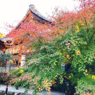 Shōrin-ji Temple by null