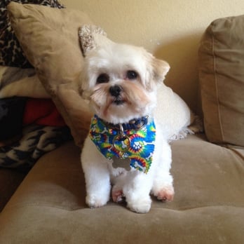 Reber Ranch - Loved it! They groomed/trimmed my Coco just the way I wanted! - Pet Stores Near Me - Kent, Washington Reber Ranch - Loved it! They groomed/trimmed my Coco just the way I wanted! - Pet Stores Near Me - Kent, Washington