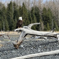 Ashore Water Taxi & Freight - Bald eagle on the shoreline of Kachemak Bay SP