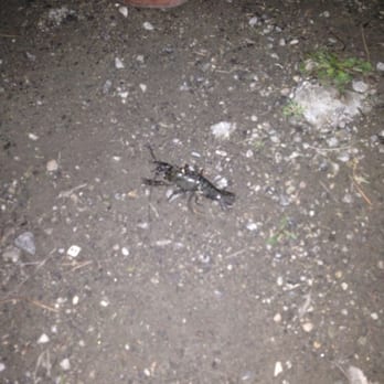 Mountain Lakes Resort - Catch a crayfish - Campgrounds Near Me - Lytle Creek, California