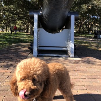 Pet Squad Chas - Such a ham! - Dog Walkers Near Me