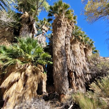Lost Palms Oasis - surprised to encounter so much greenery and shade in the middle of a desert. It's thanks to the springs (water collectingfrom underground). - Hiking Near Me - Twentynine Palms, California Lost Palms Oasis - surprised to encounter so much greenery and shade in the middle of a desert. It's thanks to the springs (water collectingfrom underground). - Hiking Near Me - Twentynine Palms, California