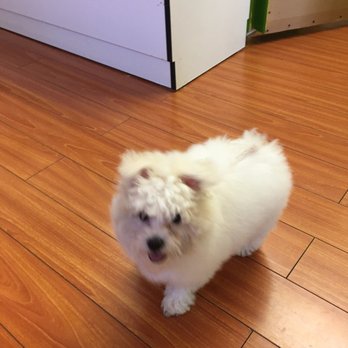 Coco Grooming - Another baby ! After shower and happy play time!!! - Pet Groomers Near Me - Los Angeles, California