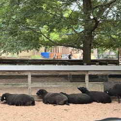 Rosamond Gifford Zoo at Burnet Park - Black Sheep