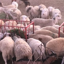 Lancaster Halal  Slaughter House and Poultry