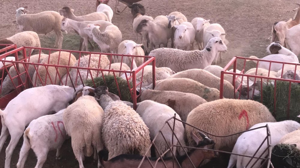 LANCASTER HALAL SLAUGHTER HOUSE AND POULTRY Updated July 2024 23