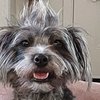 Lisa's Pet Grooming gift card