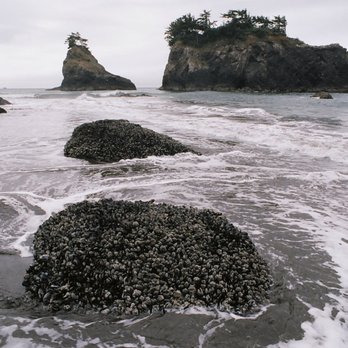 Harris Beach State Park - Just north of Harris Beach, we find Secret Beach, one of the most photogenic spots on the entire Pacific coast. This is Secret Beach. - Parks Near Me - Brookings, Oregon Harris Beach State Park - Just north of Harris Beach, we find Secret Beach, one of the most photogenic spots on the entire Pacific coast. This is Secret Beach. - Parks Near Me - Brookings, Oregon