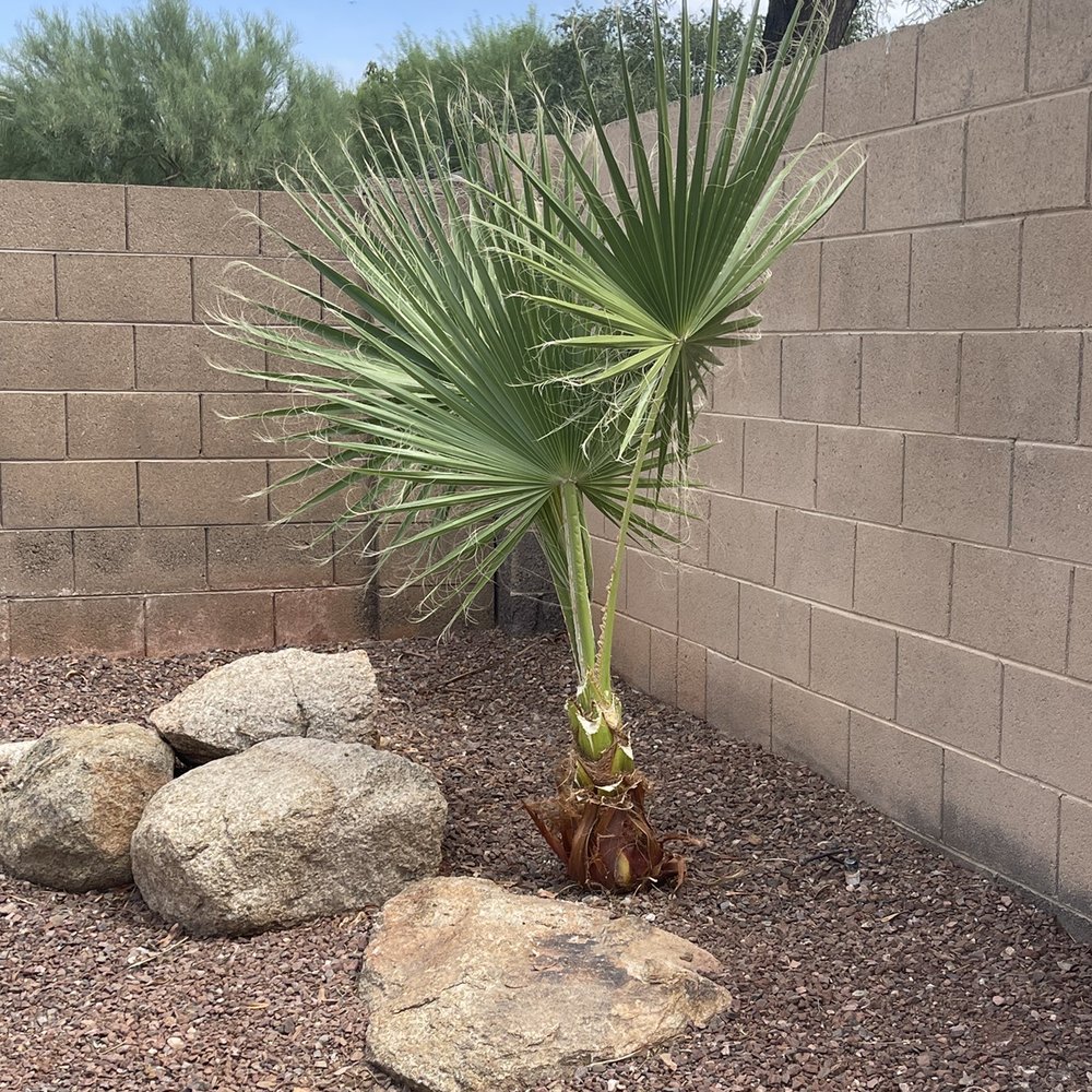 Topgrass Landscaping - trimmed this little one as well without even asking - Landscaping Near Me