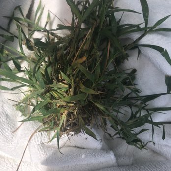 Pro Turf and Pro Pest Solutions - A weed saved by ProTurf professionals. Thank you ProTurf. - Tree Services Near Me - Belton, Missouri Pro Turf and Pro Pest Solutions - A weed saved by ProTurf professionals. Thank you ProTurf. - Tree Services Near Me - Belton, Missouri