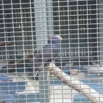 Penitentiary Glen Reservation - Vulture - Parks Near Me - Willoughby, Ohio