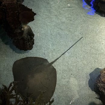 National Aquarium - Aquariums Near Me - Baltimore, Maryland National Aquarium - Aquariums Near Me - Baltimore, Maryland