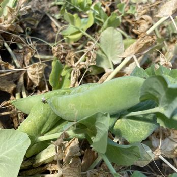 Barrie Hill Farms - Peas - Farmers Market Near Me - Springwater, Ontario Barrie Hill Farms - Peas - Farmers Market Near Me - Springwater, Ontario