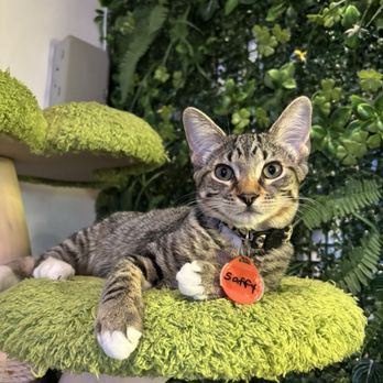 Cats & Crystals - Pet Adoption Near Me - Oceanside, California