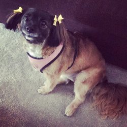 K-9 Design Grooming Salon